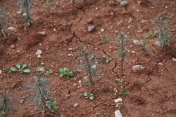 Letní školkování jedle bělokoré