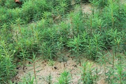 Semenáčky douglasky tisolisté 1/0