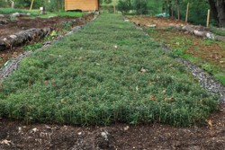 Semenáčky jedle bělokoré 2/0