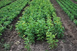 Třešeň ptačí 1/0