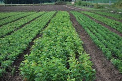 Třešeň ptačí 1/0