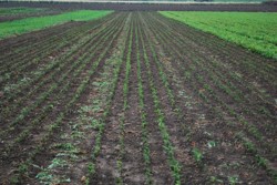 Jedle bělokorá 2+1