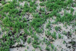 Produkce vlastních semenáčků - smrk ztepilý 1/0