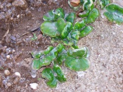 Ochrana semenáčků proti jarním mrazům