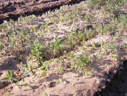 Ochrana semenáčků proti jarním mrazům